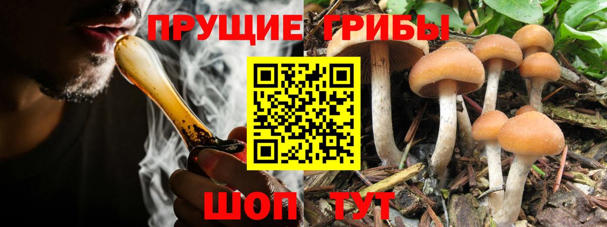 Псилоцибиновые грибы Cubensis Михайловка